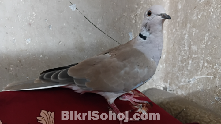 ঘুঘু পাখি